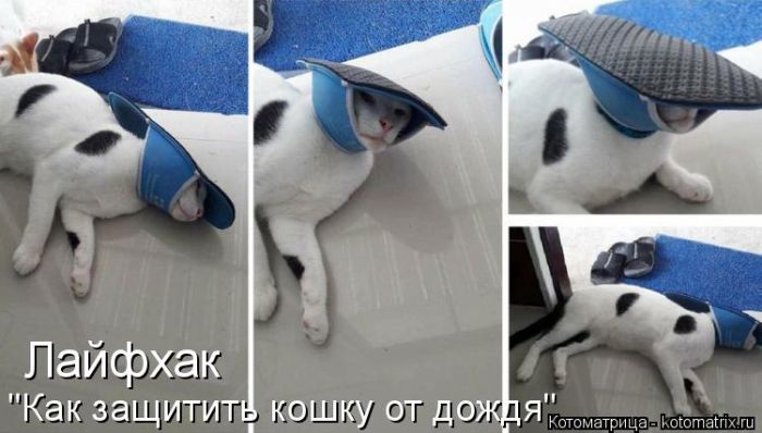 Лучшие котоматрицы недели