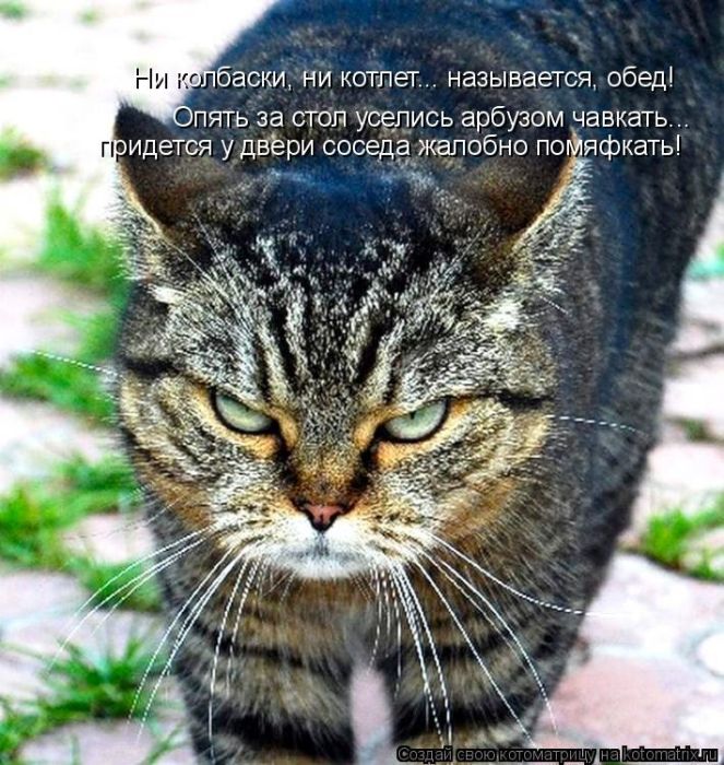 Лучшие котоматрицы недели