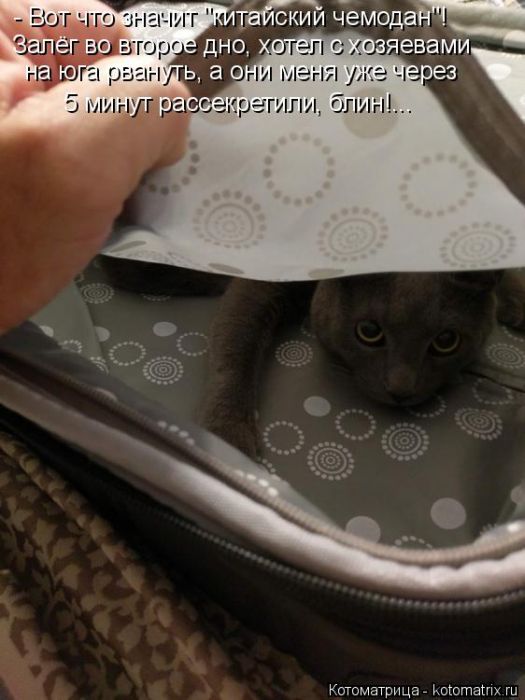 Лучшие котоматрицы недели