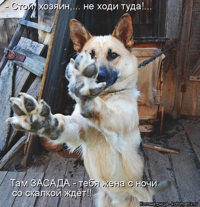 Лучшие котоматрицы недели