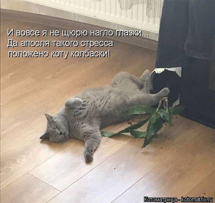 Лучшие котоматрицы недели