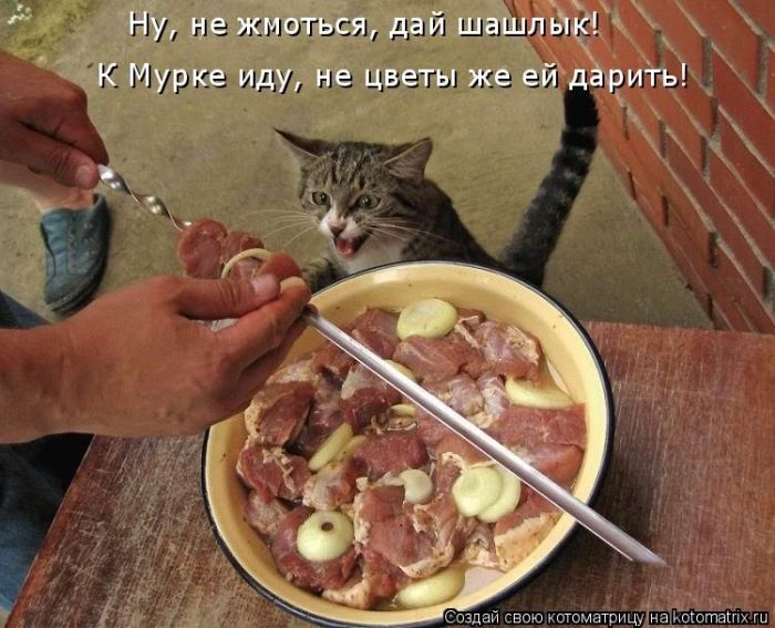 Лучшие котоматрицы недели