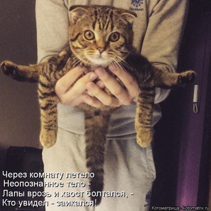 Лучшие котоматрицы недели