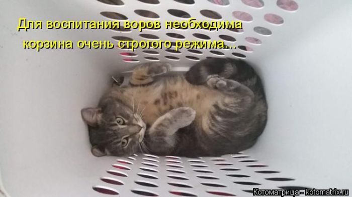 Лучшие котоматрицы недели