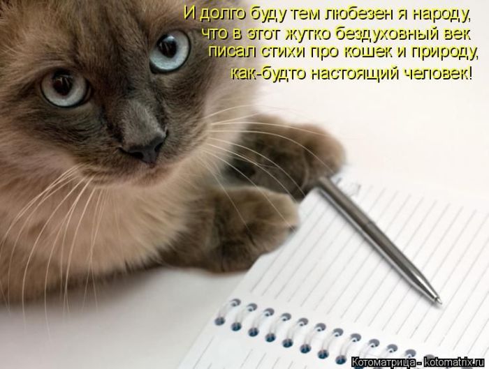 Лучшие котоматрицы недели