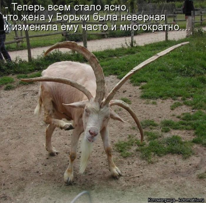 Лучшие котоматрицы недели