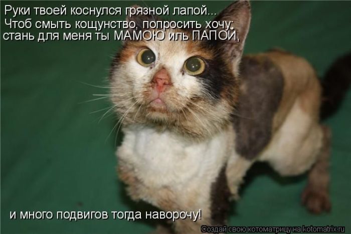 Лучшие котоматрицы недели