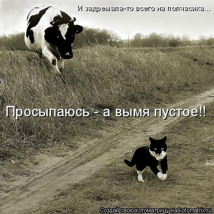 Лучшие котоматрицы недели