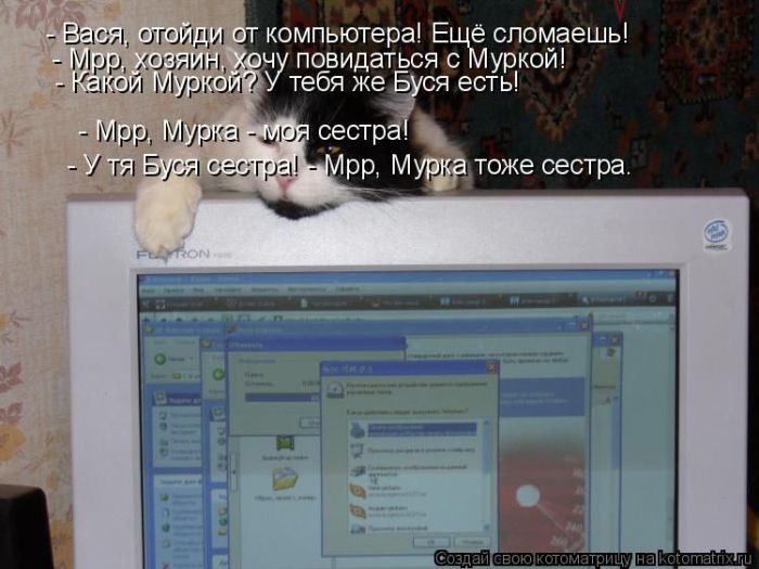 Лучшие котоматрицы недели