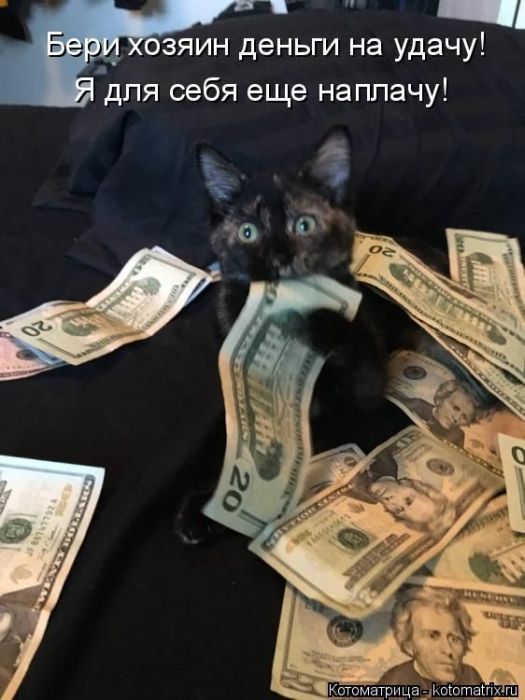 Лучшие котоматрицы недели