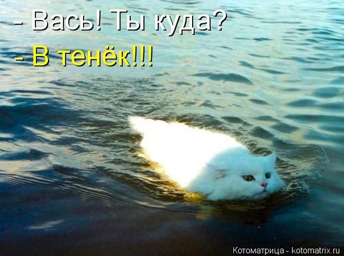 Лучшие котоматрицы недели