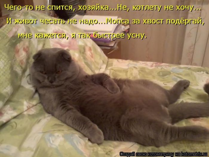 Лучшие котоматрицы недели