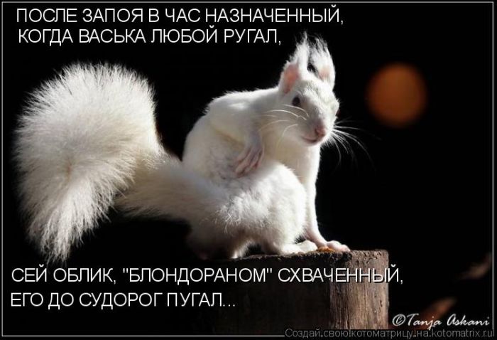 Лучшие котоматрицы недели