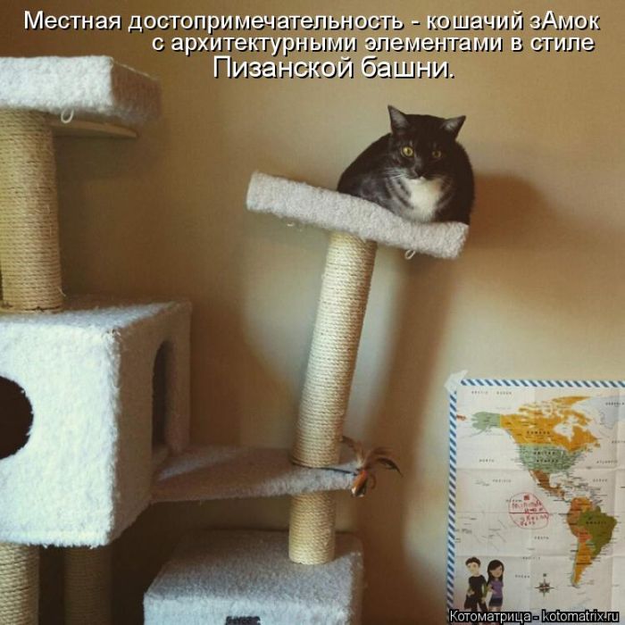 Лучшие котоматрицы недели