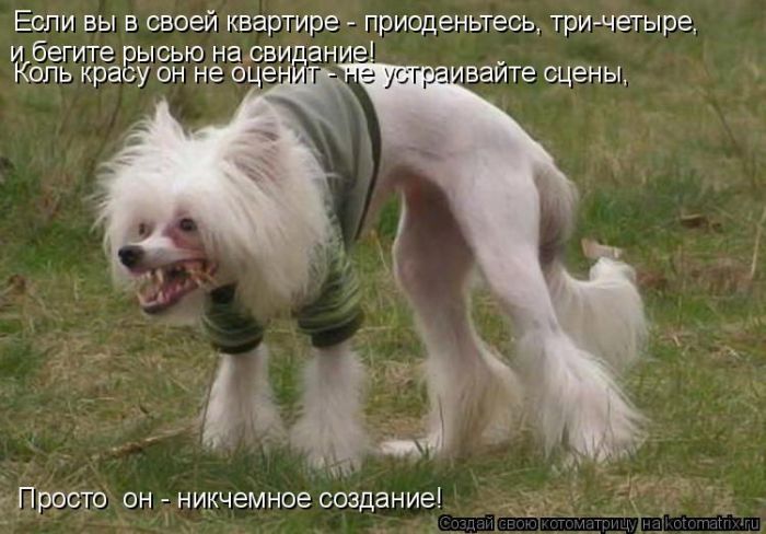Лучшие котоматрицы недели