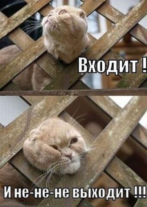 Прикольные картинки