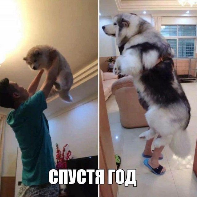 Прикольные картинки