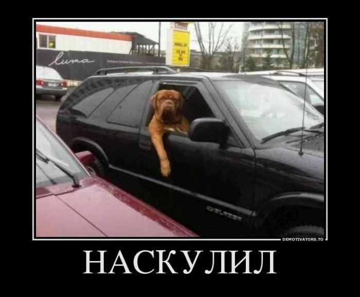 Демотиваторы (67 фото)