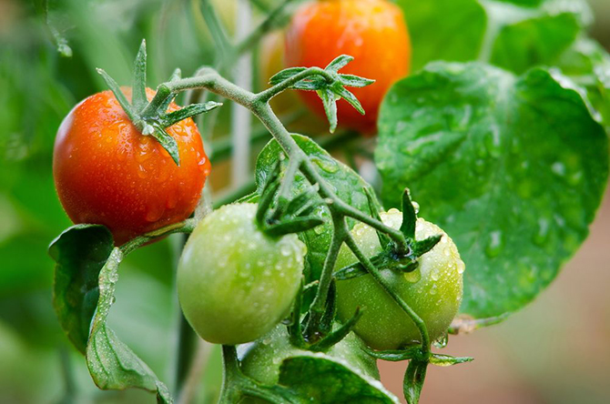 12 «ядовитых» продуктов на вашем столе 12 «ядовитых» продуктов на вашем столе