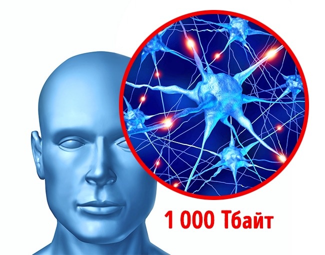 15 особенностей, которые делают человеческое тело уникальным