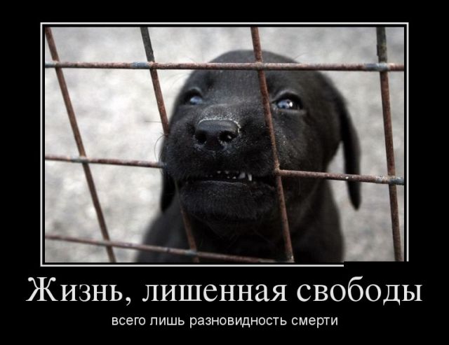 Демотиваторы