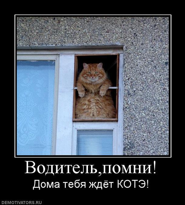Демотиваторы (60 фото)