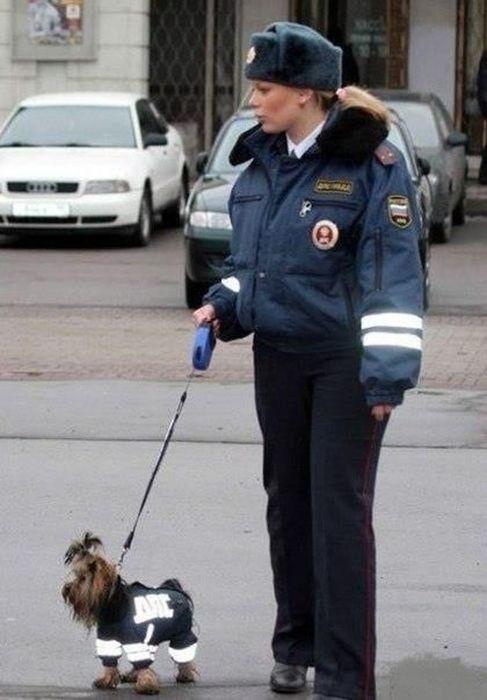 Такое возможно только в России (51 фото)