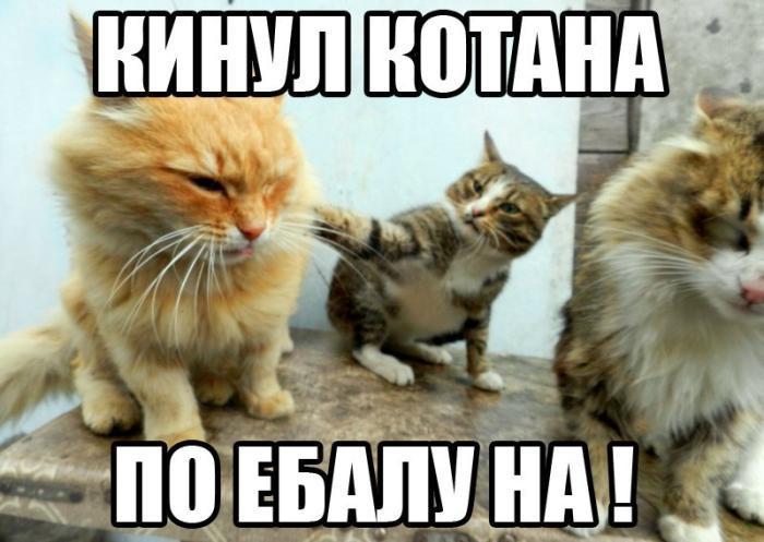 Прикольные картинки (67 фото)