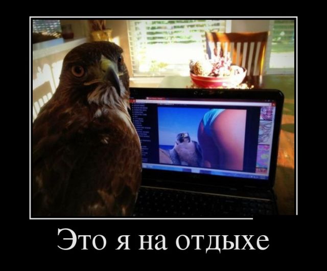 Демотиваторы