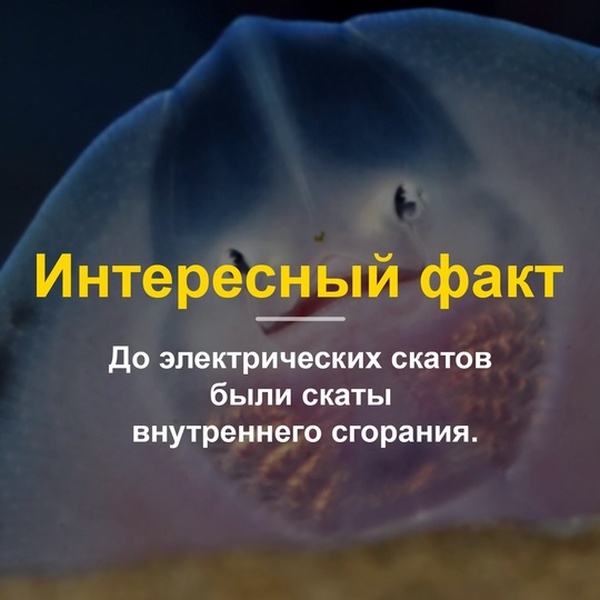 Шутки, высказывания и юмор из социальных сетей