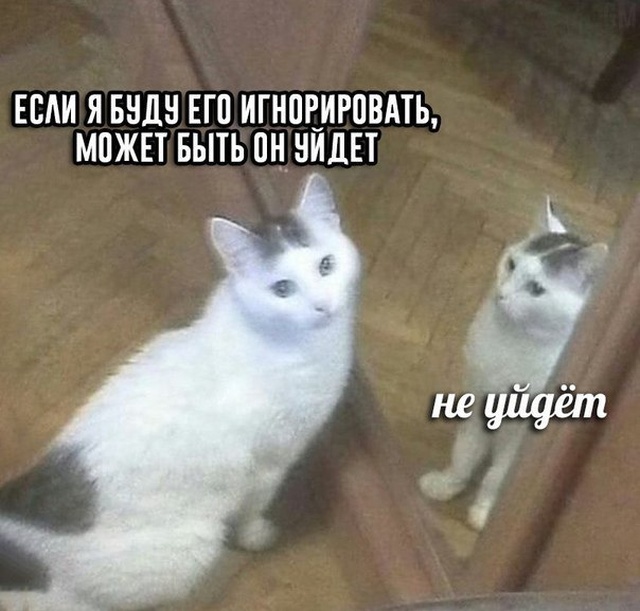 Прикольные картинки