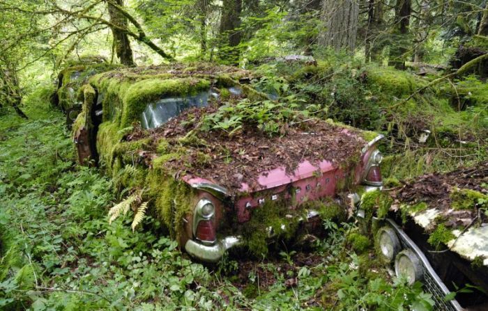 Автомобильное кладбище в лесу (30 фото)