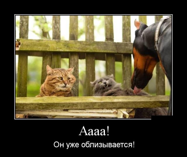 Демотиваторы