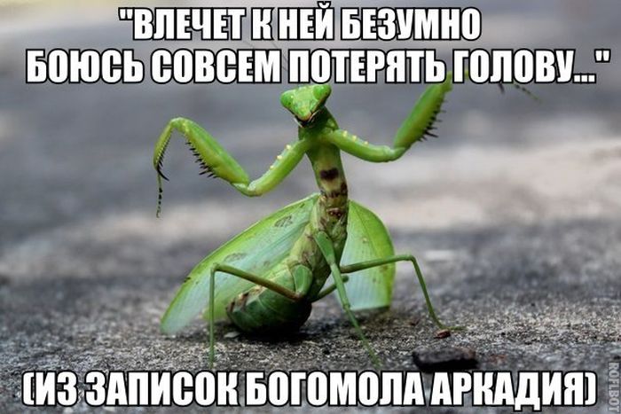 Порция картинок