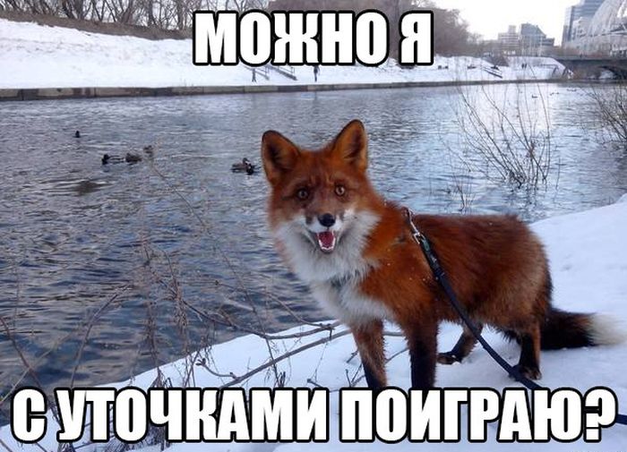 Порция картинок