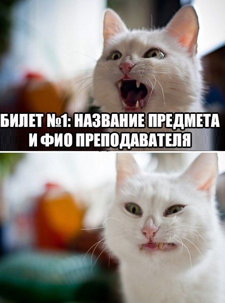 Порция картинок