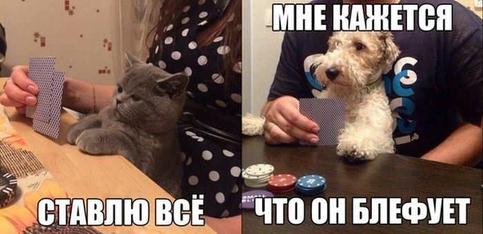 Порция картинок