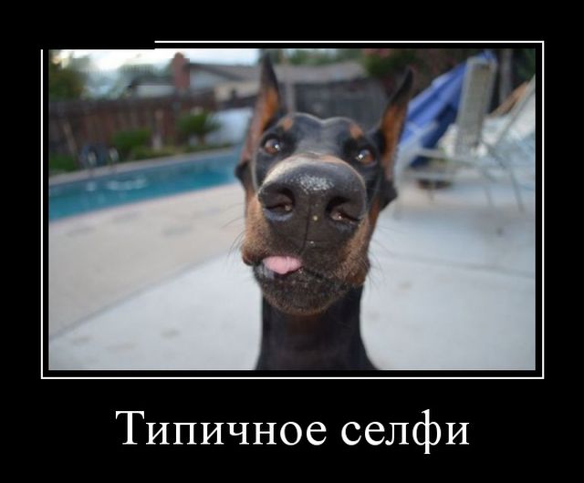 Демотиваторы