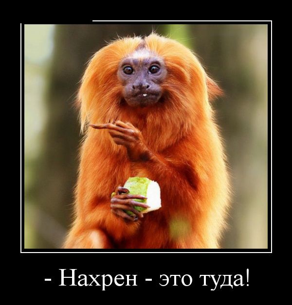 Демотиваторы