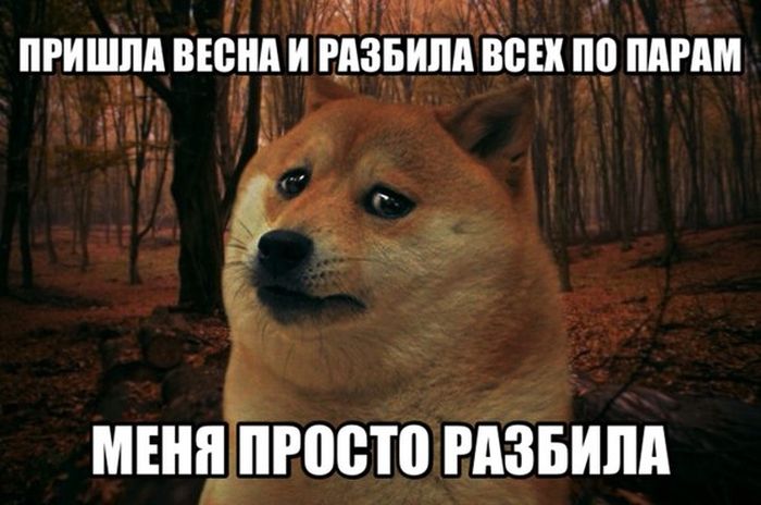 Порция картинок