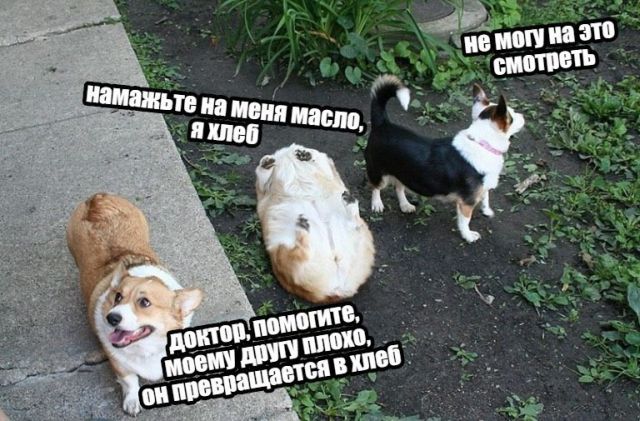 Прикольные картинки