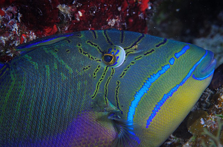 Жители подводного мира