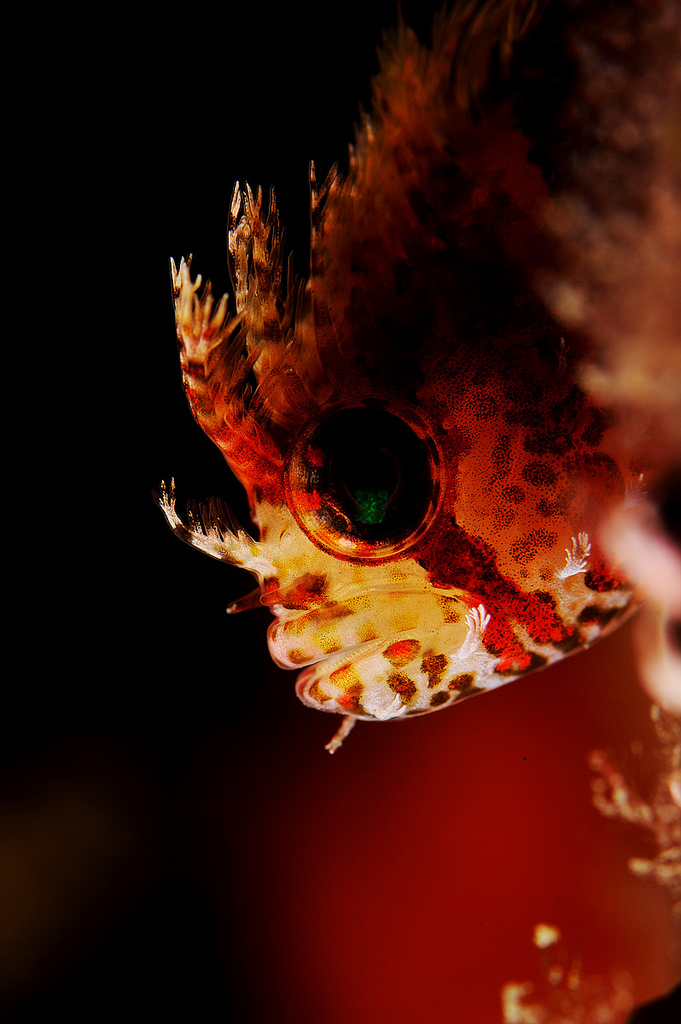 Жители подводного мира