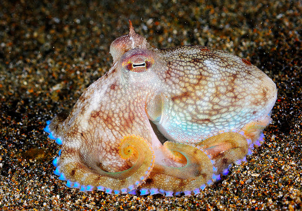 Жители подводного мира