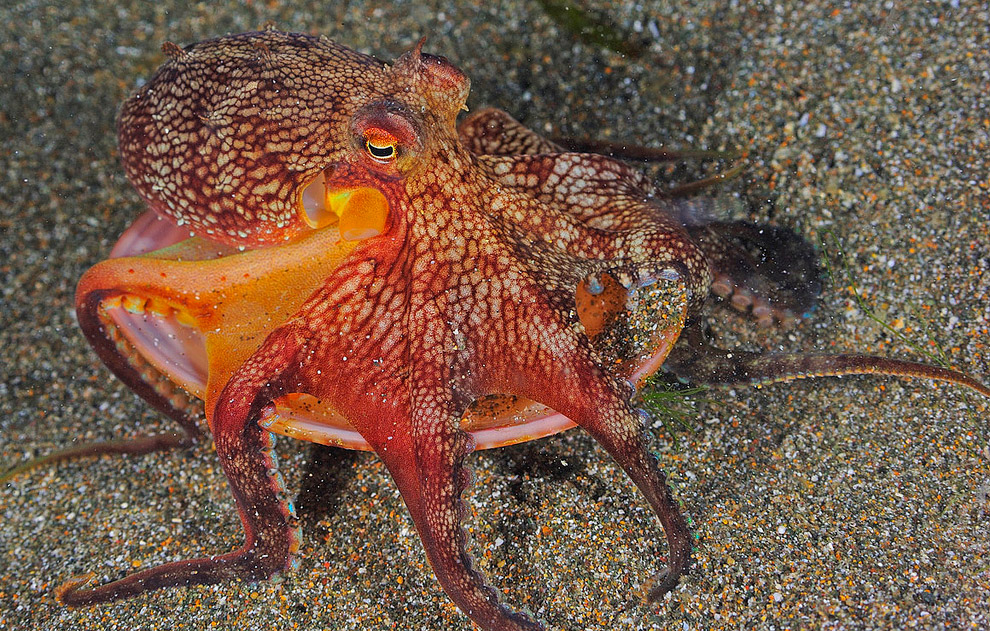 Жители подводного мира