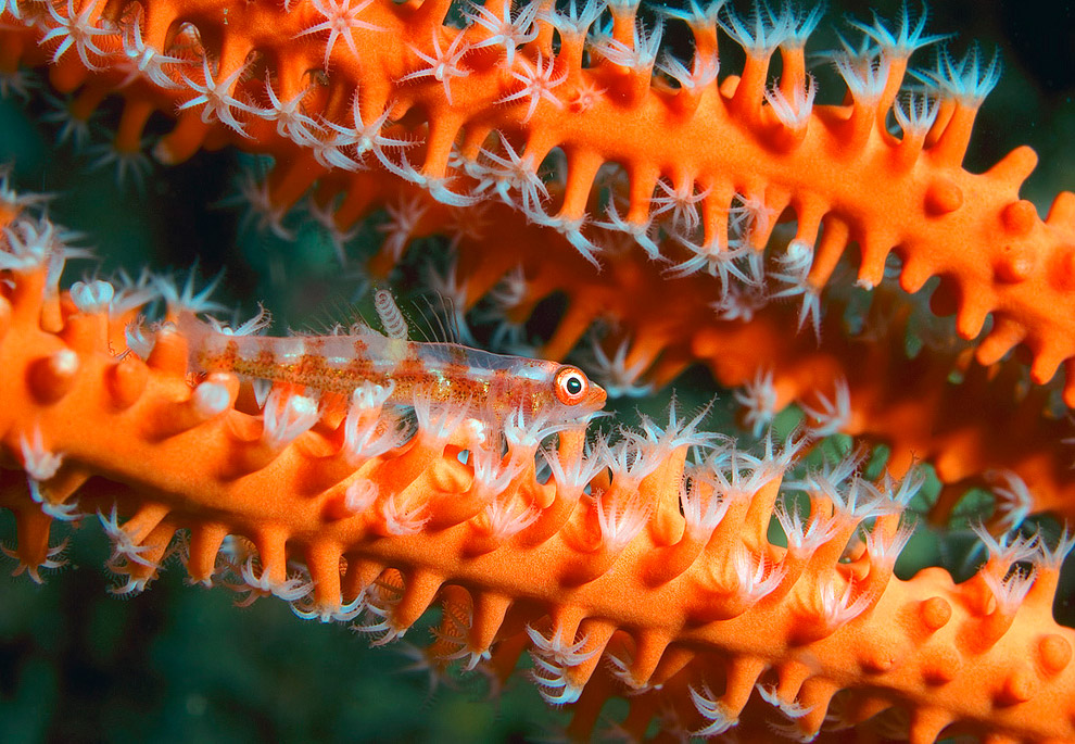 Жители подводного мира