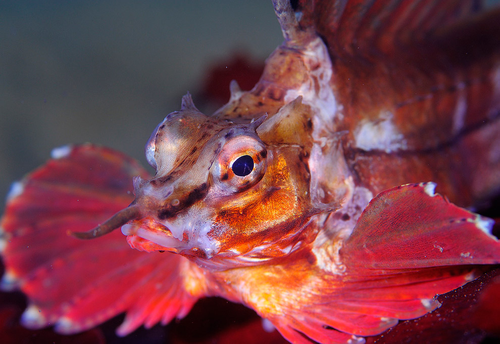 Жители подводного мира