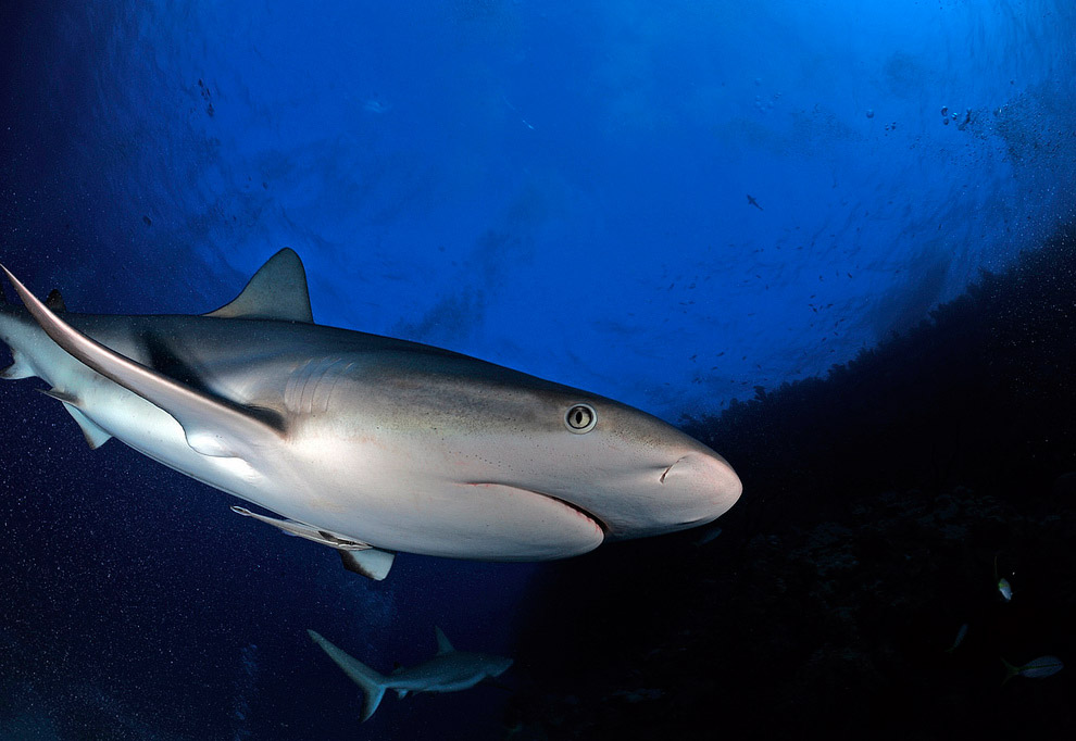 Жители подводного мира