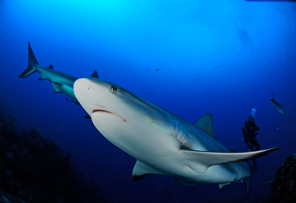 Жители подводного мира