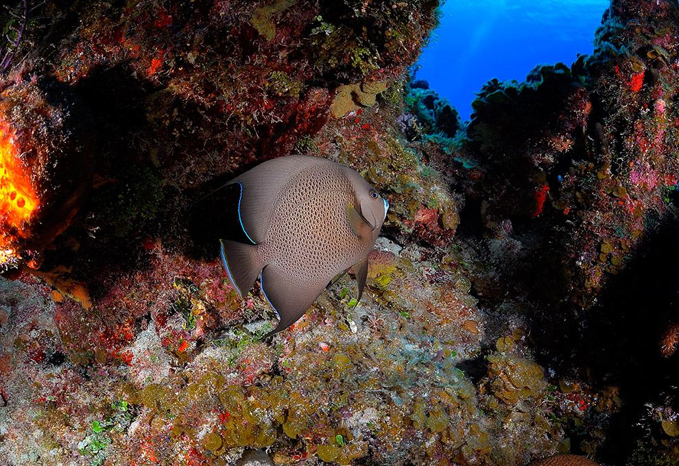Жители подводного мира
